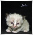 /album/amira/amira-3-hetes-03-jpg/